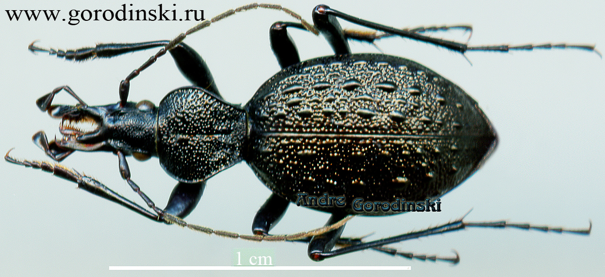 http://www.gorodinski.ru/carabidae/Cychrus remondi remondi.jpg